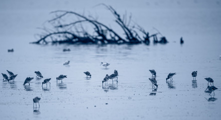 birds look for food in the winter