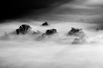 drzewa we mgle - czarno-białe zdjęcie - 194692823
