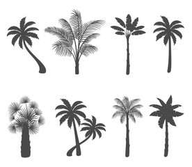 Set of palm tree silhouettes on white background. Vector illustration