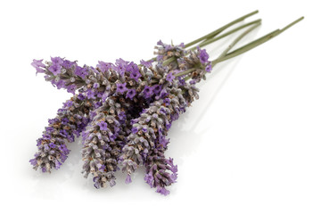 Obraz premium Lavender