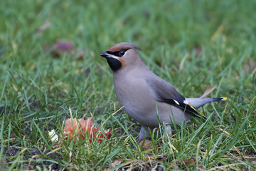 Bohemian waxwing (Bombycilla garrulus)