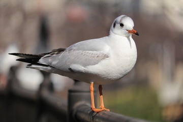 yokohama hinodecyo oookariver seagul