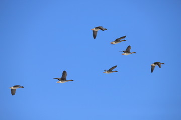 オオヒシクイ　Taiga bean goose	