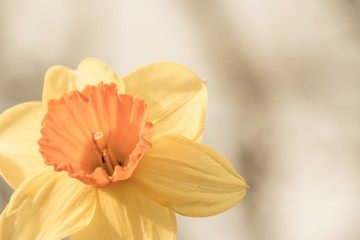 Obraz na płótnie Canvas Spring Blooming #Yellow Narcissus Blossom #Closeup