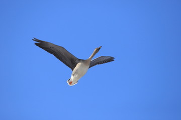 オオヒシクイ　Taiga bean goose	