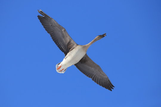 オオヒシクイ　Taiga bean goose	
