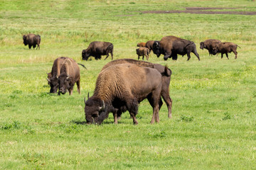 Naklejka na ściany i meble American bison (Bison bison) simply buffalo