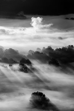 Fototapeta trees in the fog - black and white photo