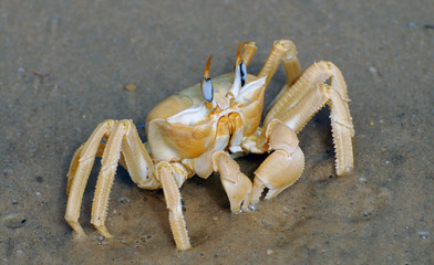 Crabe dans le sable