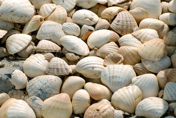 Coquillage dans le sable