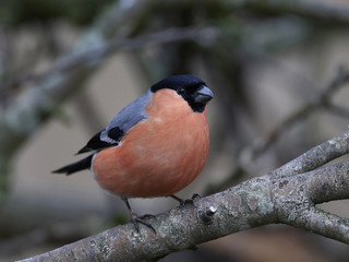 Eurasian bullfinch (Pyrrhula pyrrhula)