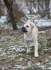 Ca de Bou (Mallorquin Mastiff) puppy dog