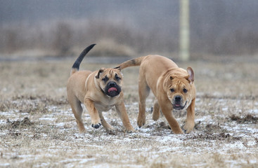 Ca de Bou (Mallorquin Mastiff) puppy dogs