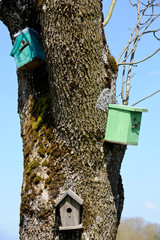 nichoir nature arbre bois nid animaux oiseaux