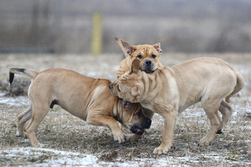 Ca de Bou (Mallorquin Mastiff) puppy dogs