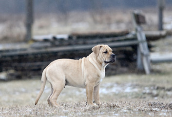 Ca de Bou (Mallorquin Mastiff) puppy dog