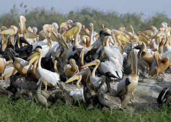 Pélicans, réserve du Djouj, Sénégal