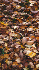 Осенние листья