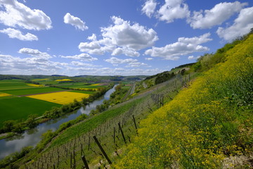 Landschaft und Weinberge bei Stetten, Landkreis Main-Spessart, Unterfranken, Bayern, Deutschland