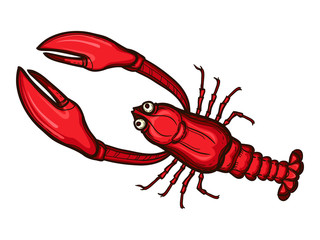 Full length lobster sketch style vector