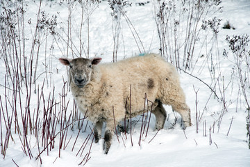 Fototapeta premium Sheep in snow looking cute
