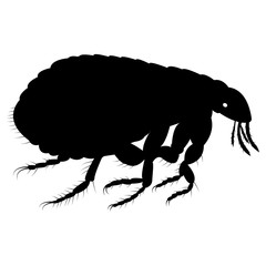 Vector image of flea silhouette