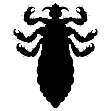Vector image of silhouette of lice
