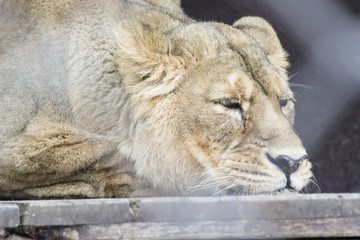 Fototapeta premium Resting lioness behind a fence outside.
