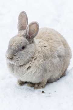 Creamy-colored rabbit on white snow.