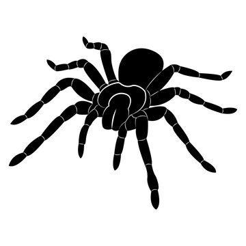 Vector image of spider silhouette