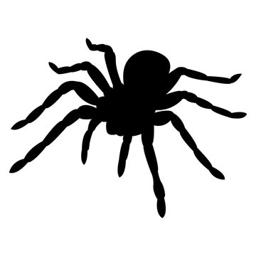 Vector image of spider silhouette