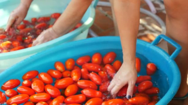 Italian women washing tomtoes- Making homemade italian sauce in South of Italy
