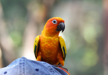 parrot