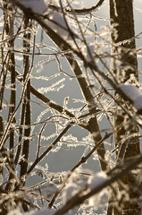 gel arbre hiver froid nature environnement