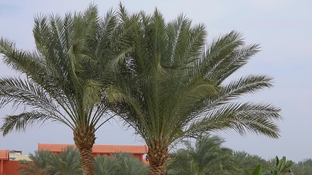 Palm tree closeup at sky background in Egypt