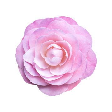 Kamelie, Bl&uuml;te, freigestellt