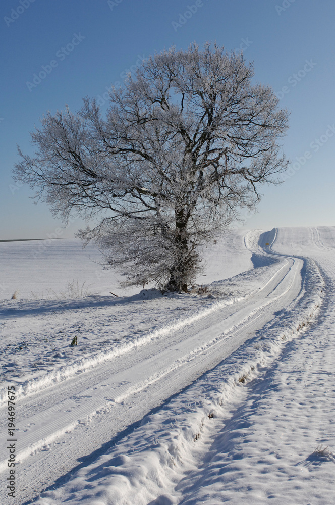 Sticker neige hiver arbre environnement paysage