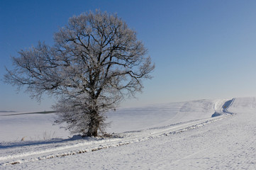 Obraz premium neige hiver arbre environnement paysage
