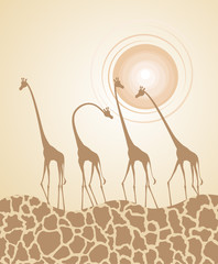 nice giraffes illustration