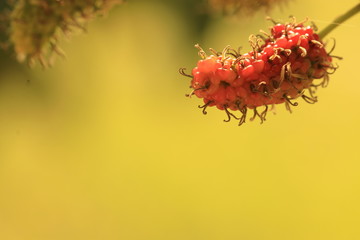 Close up red mulberry on the ground
