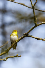 Wood Warbler sitting at a tree branch in spring