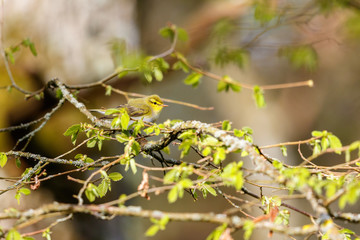 Wood Warbler sits among the newly opened leaves on a branch