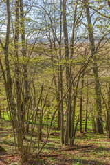 Fototapeta premium Hazel Grove with newly opened leaves in spring