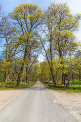 Obraz premium Country road avenue in spring