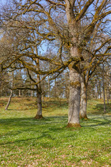Old oak trees in a parkland at spring