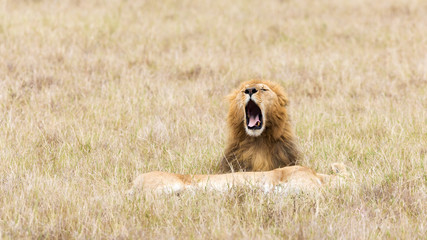 Fototapeta premium Lwy w Masai Mara