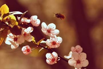 Spring flowers. Colorful nature. Seasonal concept for springtime. Beautifully blossoming tree branch. Cherry - Sakura and sun with a natural colored background.