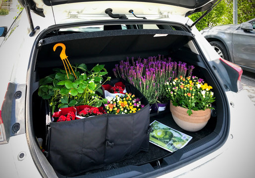 Just bought garden flowers in open car trunk