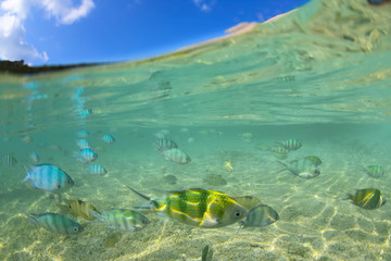 half Underwater of sergeant major damsels schooling to feed under the surface.koh Tao .Thailand