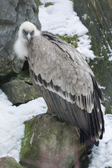 Vulture sits on the stone.